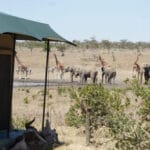 galleryLefef | Gamewatchers Safaris