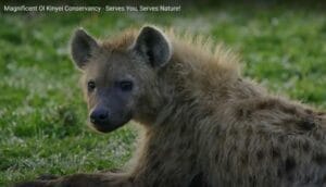 Hyena at ol-kinyei
