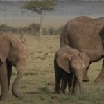 dtaylor-1024x497 | Gamewatchers Safaris Elephants spotted on a safari