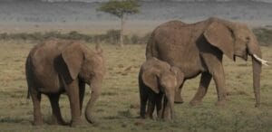 Elephants spotted on a safari
