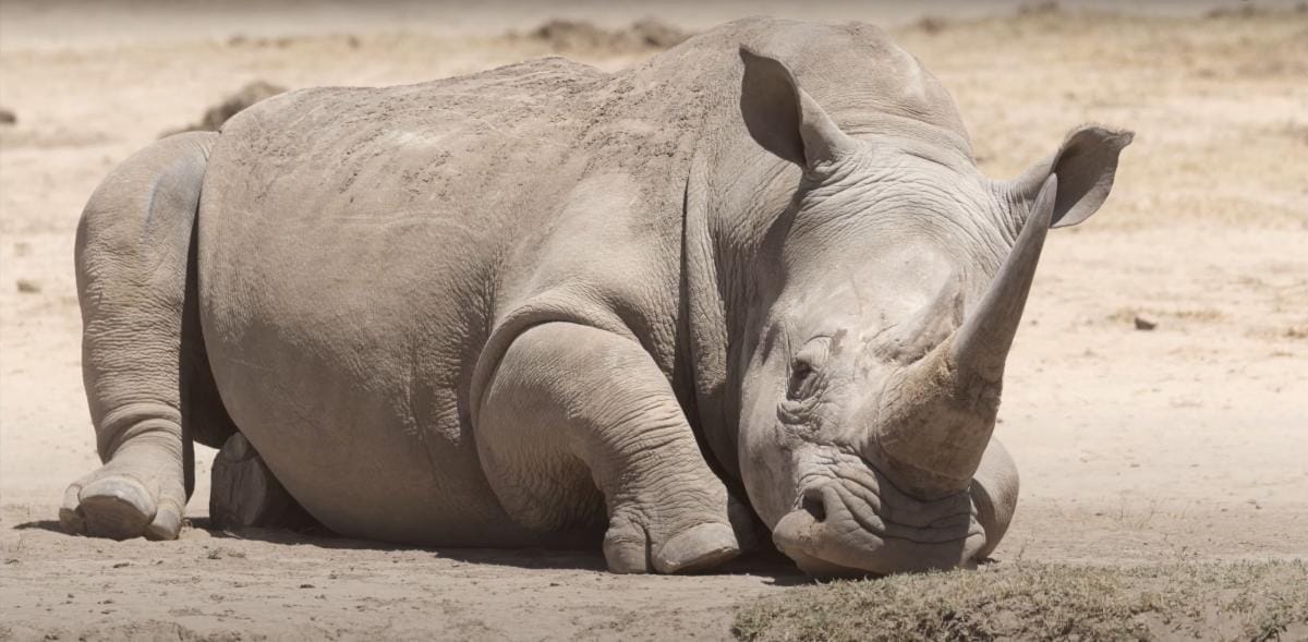 dtaylor2 | Gamewatchers Safaris Rhino seen on a Porini Safari