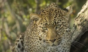Close up of a Cheetah