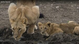 lions at a watering hole