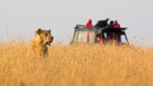 Safari Watching A Lioness