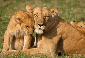 Lioness and Lion Cub