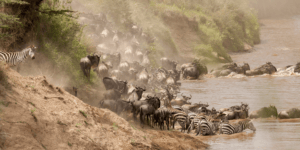 Zebras and Wildebeest at the watering hole
