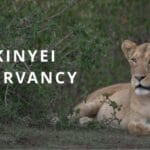 Lions on the Ol Kinyei Conservancy