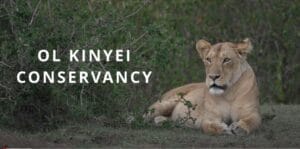 Lions on the Ol Kinyei Conservancy