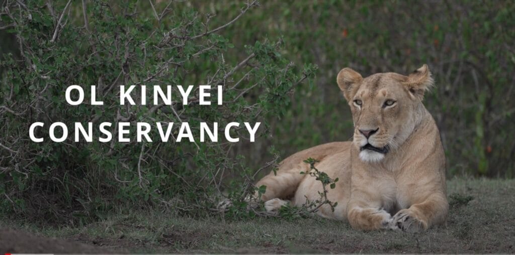OK-video-1024x508 | Gamewatchers Safaris Lions on the Ol Kinyei Conservancy