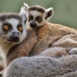 madagascar-lemurs