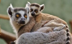 madagascar-lemurs