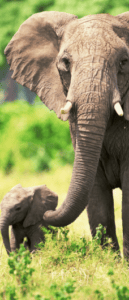 Elephant and Her Calf