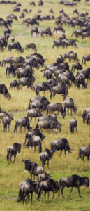 Wildebeest seen on safari