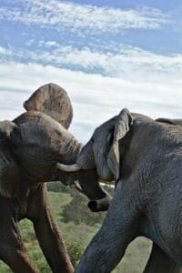 Elephants Fighting