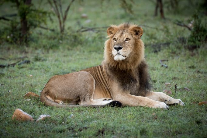 18797930069_763b3bb867_k-681x454 | Gamewatchers Safaris