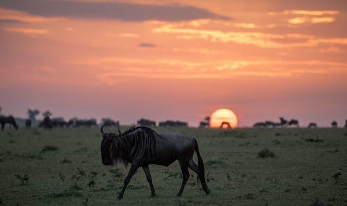 19641873148_b6b60aa56a_k-681x404 | Gamewatchers Safaris