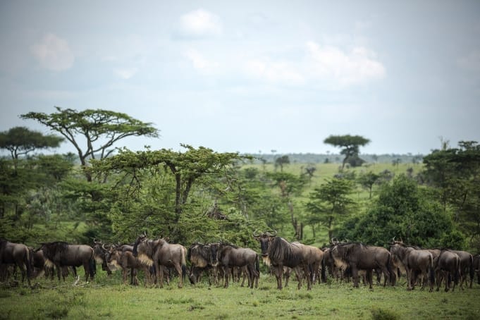 19641876940_4878b0c84e_k-681x454 | Gamewatchers Safaris