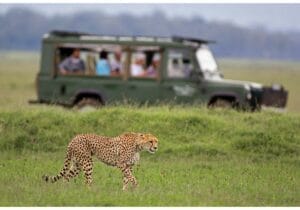 Cheetah walking in the grasslands with safari vehicle and tourists watching in Kenya