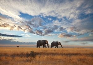 Two elephants walking across golden savannah under dramatic sky in Serengeti National Park, Tanzania