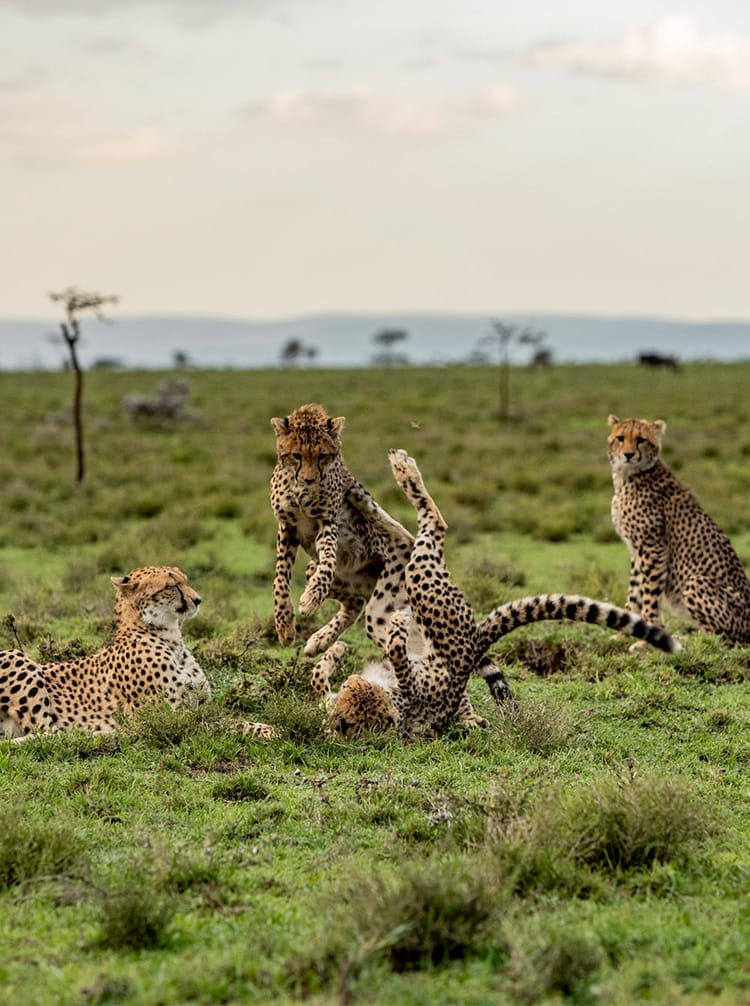 Group of cheetahs playing on African savannah grasslands