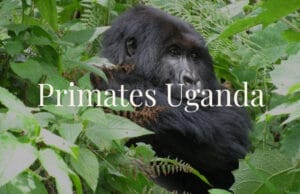 primates gorilla