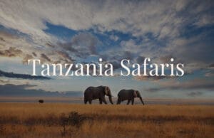 tanzania elephant