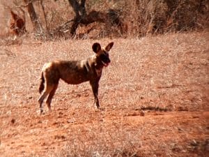 African wild dog standing on dry savannah grassland