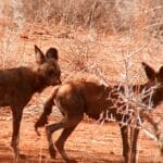 African wild dogs roaming in dry savanna habitat in Kenya