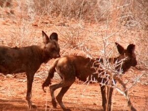 African wild dogs roaming in dry savanna habitat in Kenya