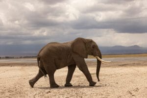 African elephant walking across dry savannah landscape with storm clouds in the background