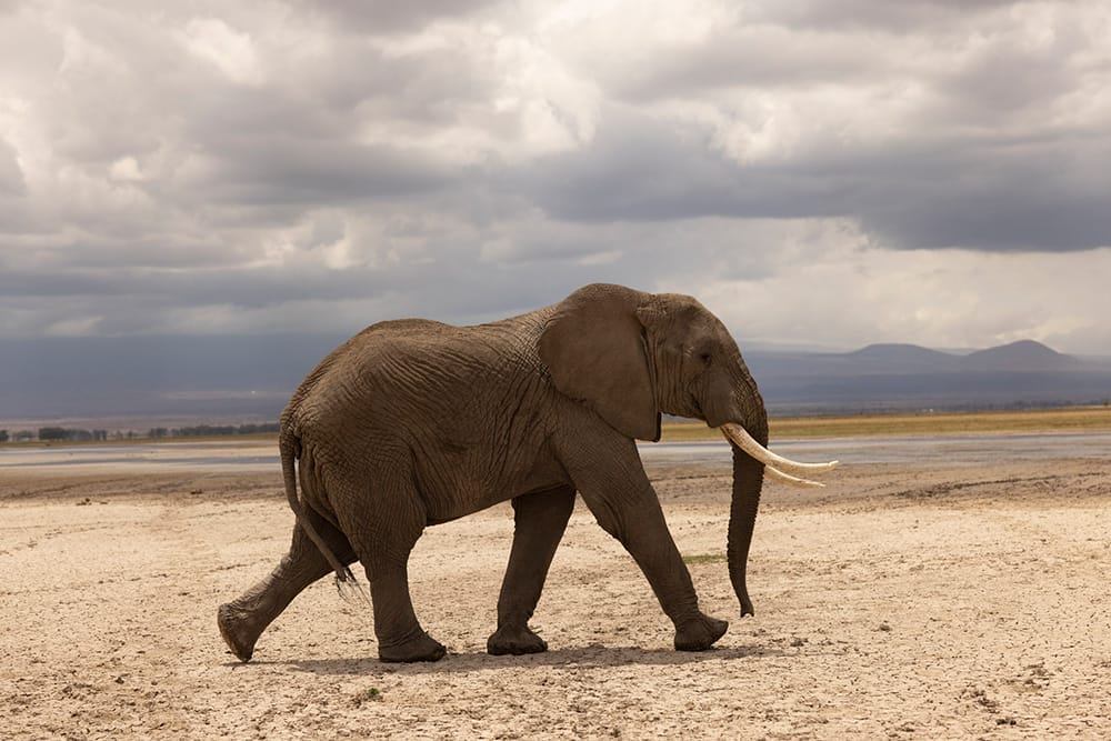 African elephant walking across dry savannah landscape with storm clouds in the background
