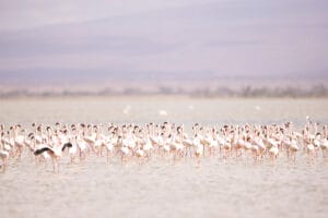 Flock of flamingos standing in shallow lake water