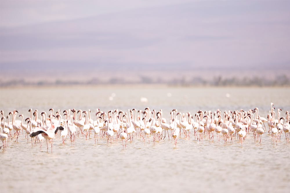 Flock of flamingos standing in shallow lake water