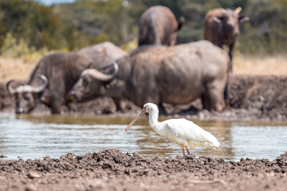 African spoonbill by waterhole with buffalo herd in background