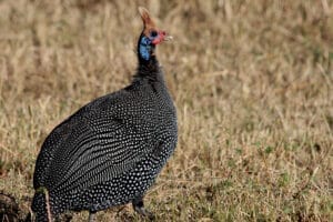 Helmeted guineafowl standing in dry African grassland