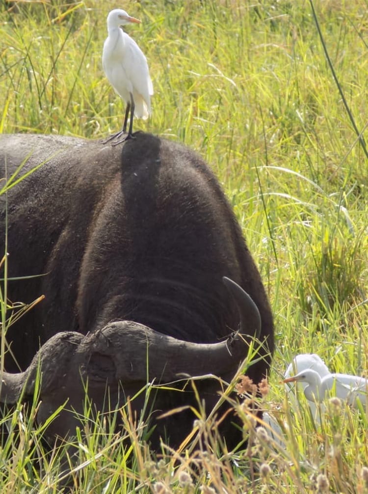 BIRDMAIN | Gamewatchers Safaris