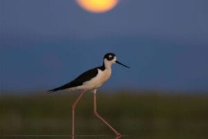 Black-winged stilt bird walking at dusk with moon in background