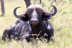 African Cape buffalo resting in the grassland