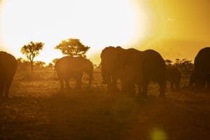 Elephant herd walking at sunset in African savanna
