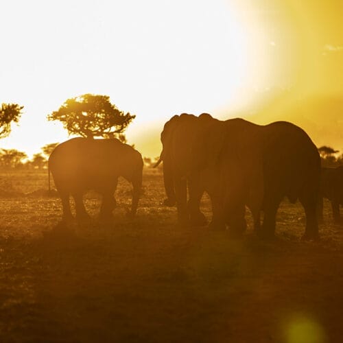 DISCOVERYGALLERY2 | Gamewatchers Safaris Elephant herd walking at sunset in African savanna