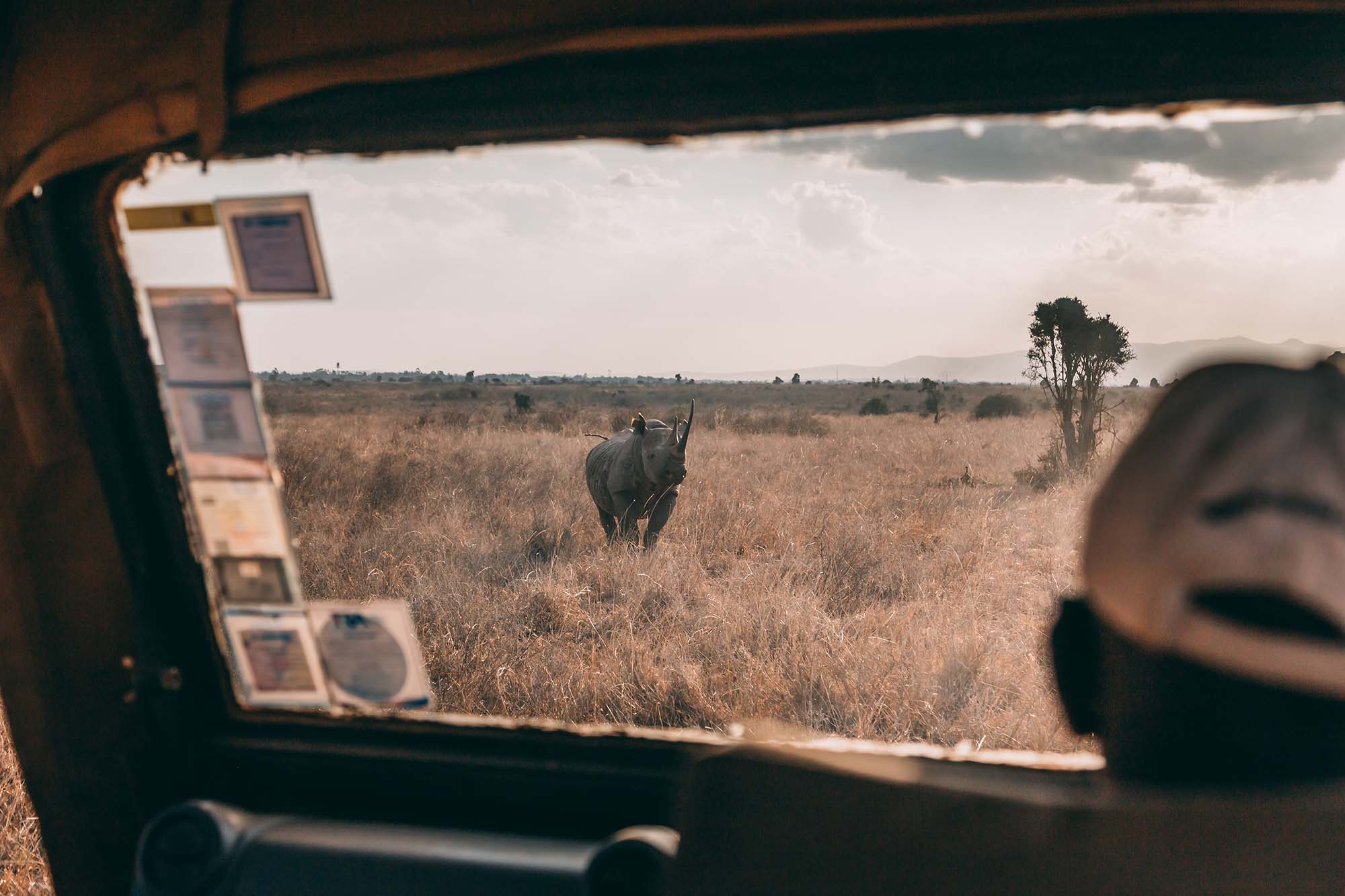 Black rhino viewed from safari vehicle in African savanna