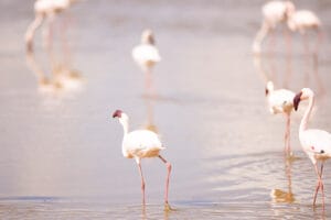 Flock of flamingos wading in shallow lake water in African wetland