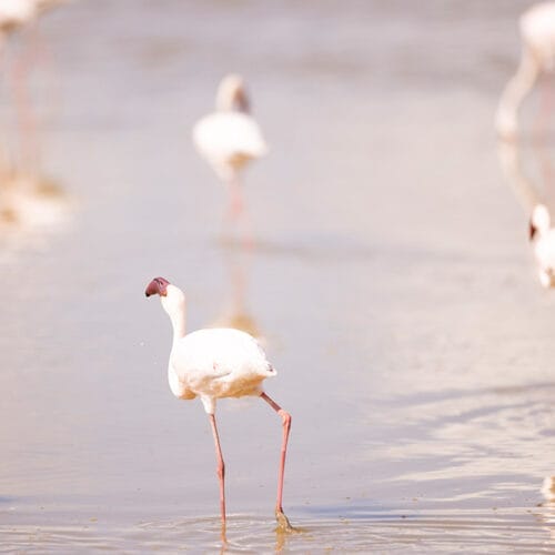 Flock of flamingos wading in shallow lake water in African wetland