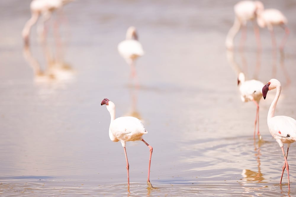 Flock of flamingos wading in shallow lake water in African wetland