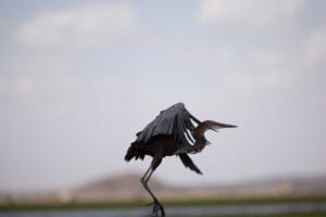 Goliath heron with wings spread taking flight over African wetlands