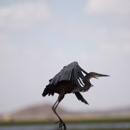 Goliath heron with wings spread taking flight over African wetlands