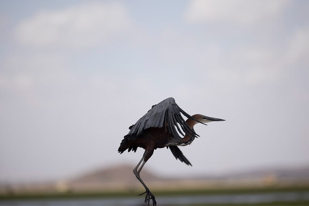 Goliath heron with wings spread taking flight over African wetlands