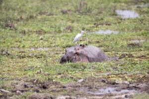 Hippopotamus partially submerged in wetland with white egret perched on its back