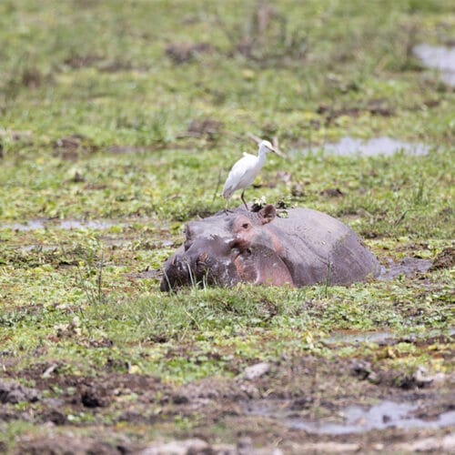 Hippopotamus partially submerged in wetland with white egret perched on its back