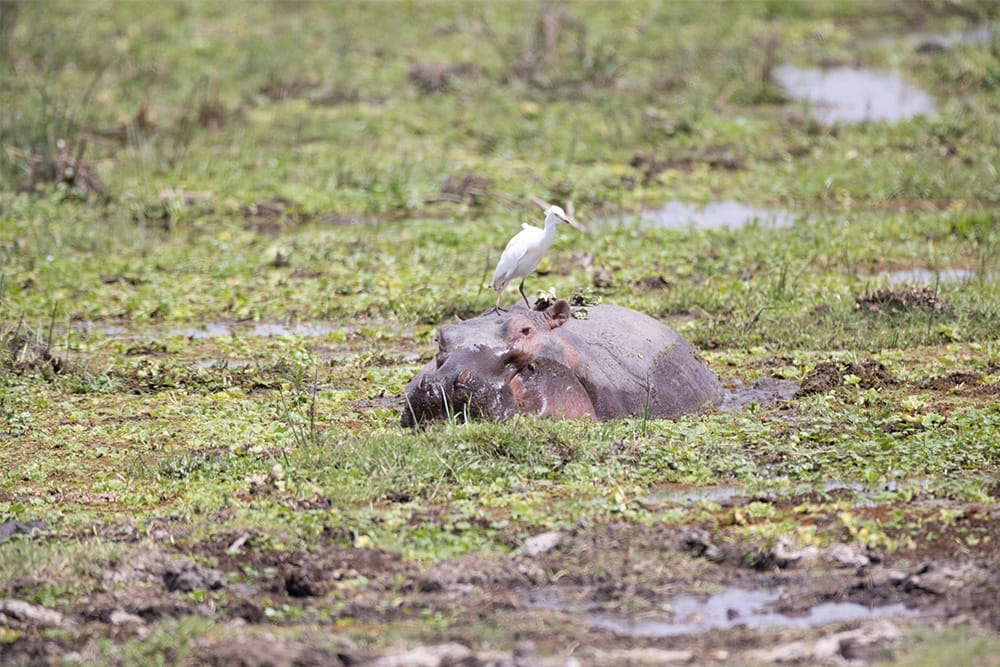 Hippopotamus partially submerged in wetland with white egret perched on its back